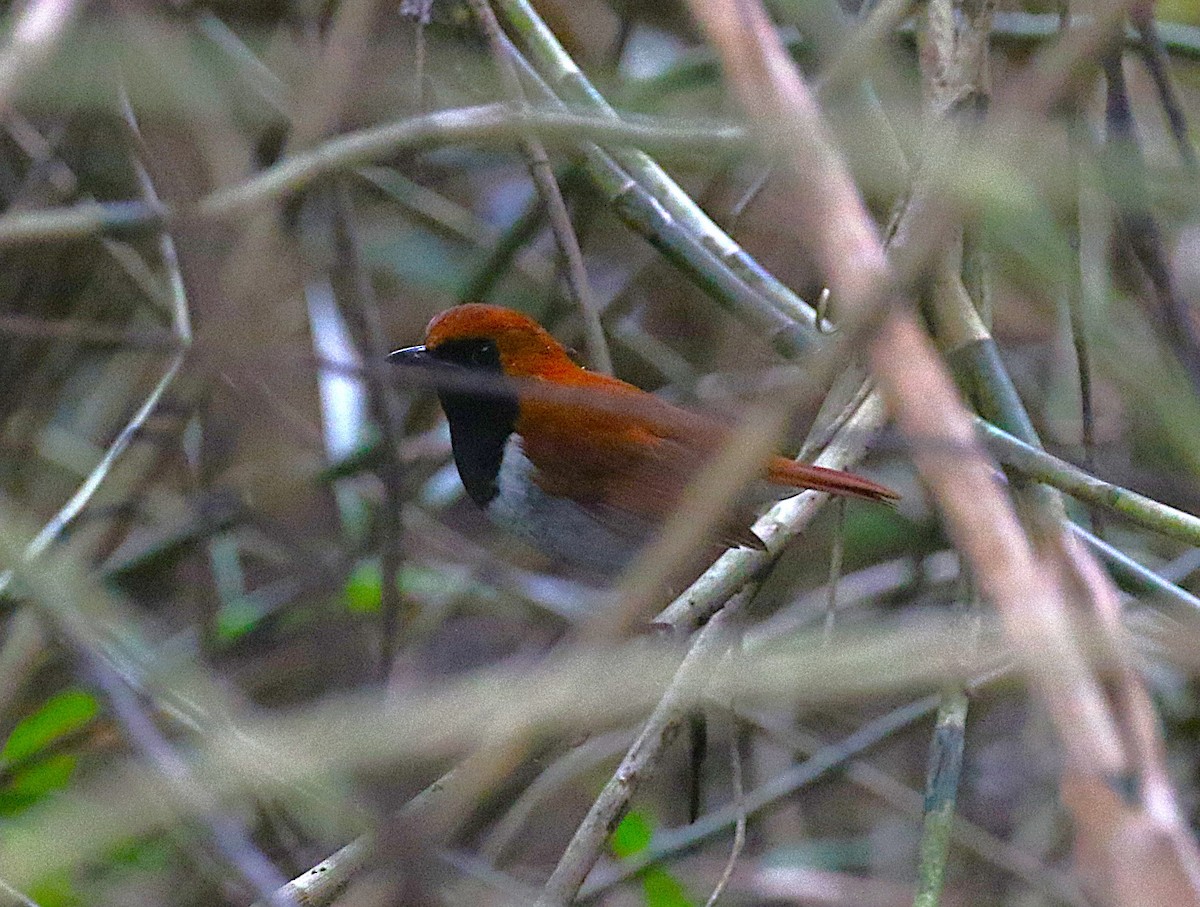 Okinawa Robin - ML647369515