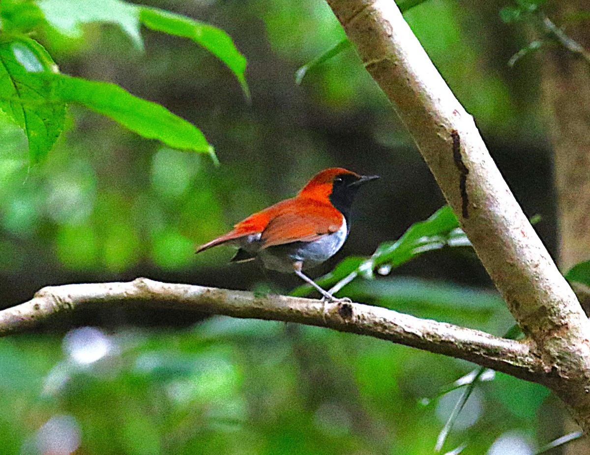 Okinawa Robin - ML647369516