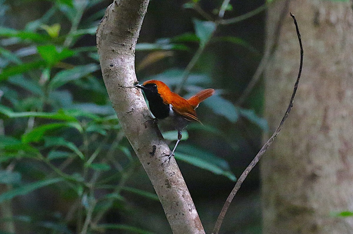Okinawa Robin - ML647369517