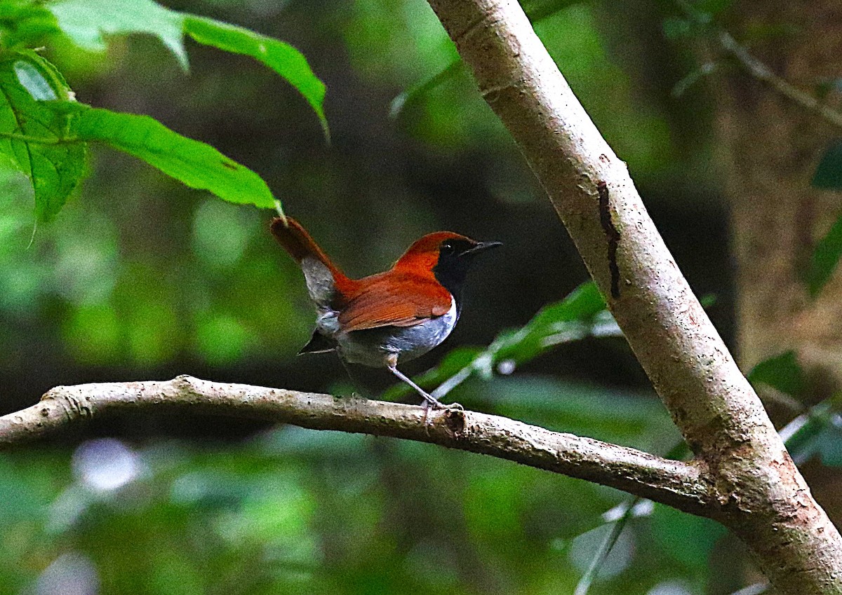 Okinawa Robin - ML647369518