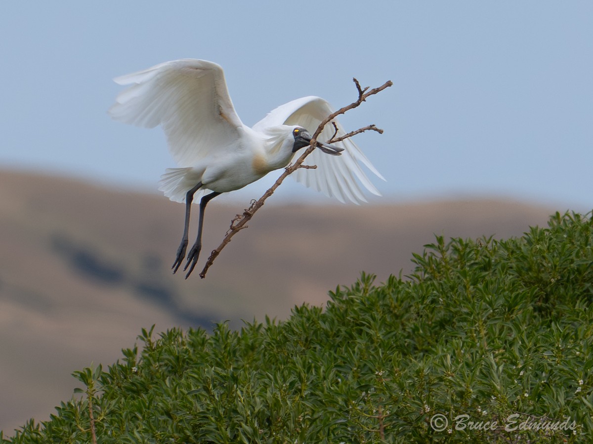 Косар королівський - ML647369525