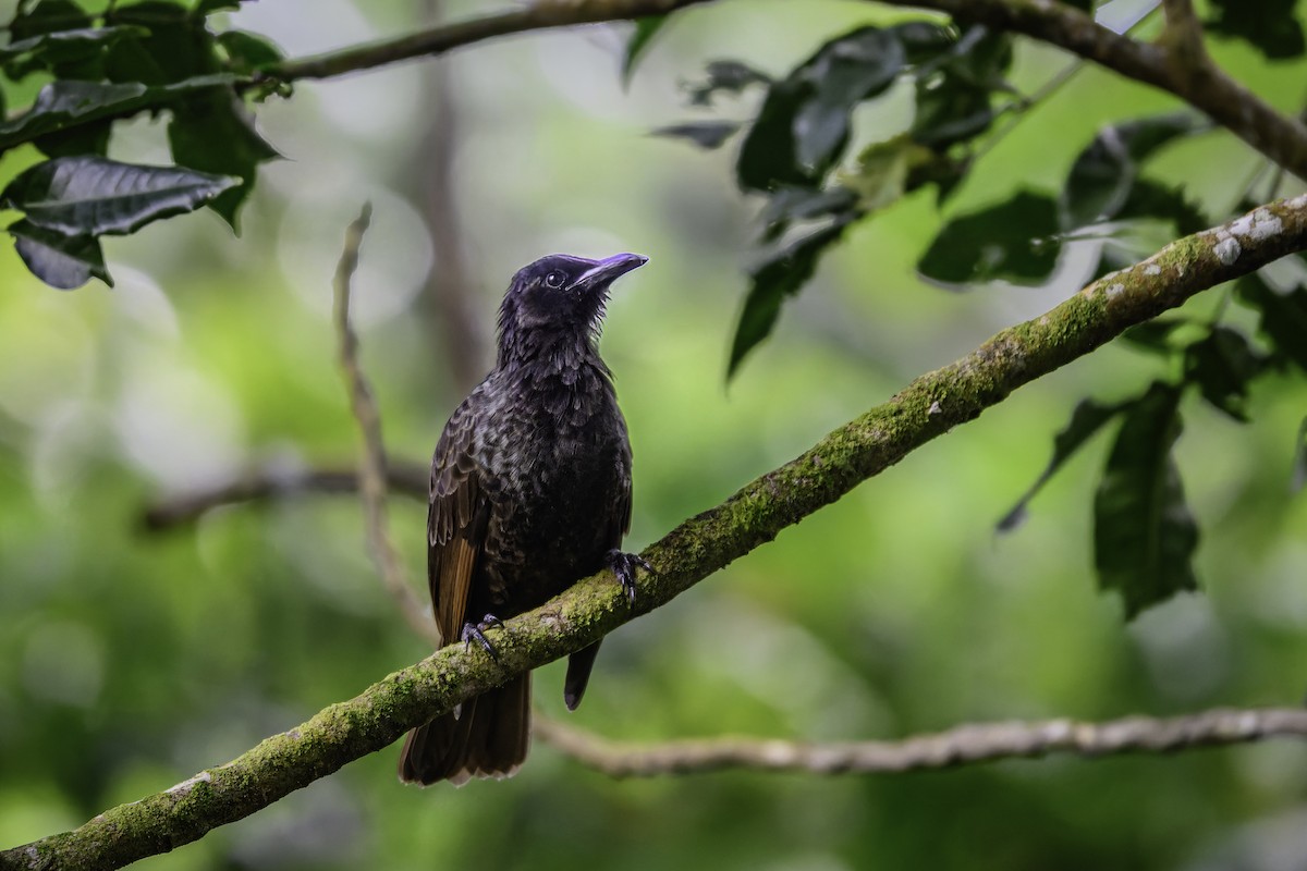 Samoastar - ML647369526