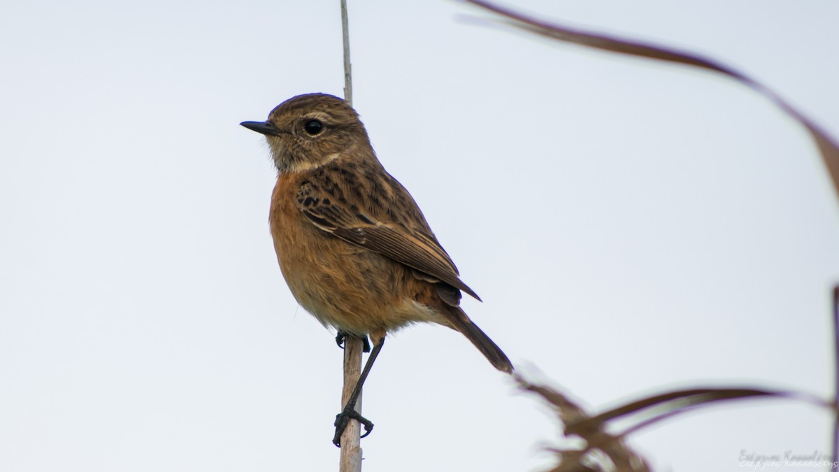 European Stonechat - ML647369531