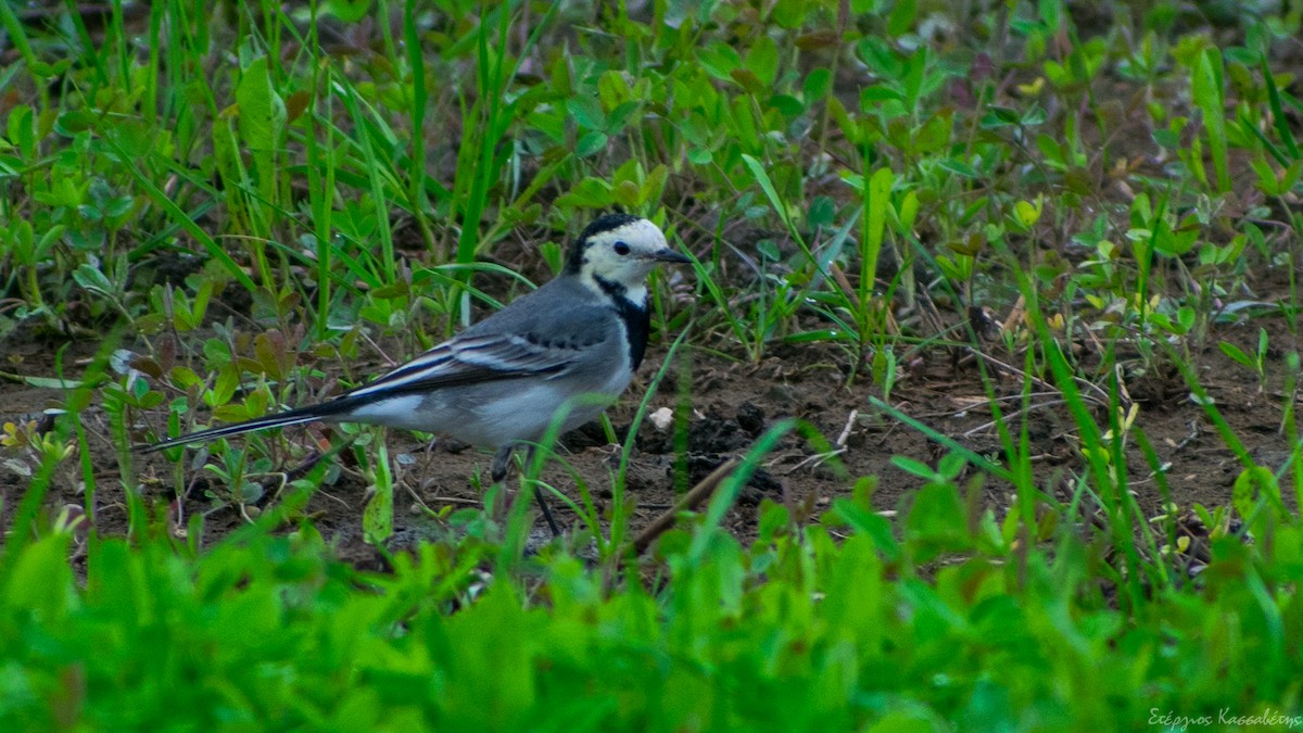 White Wagtail - ML647369551
