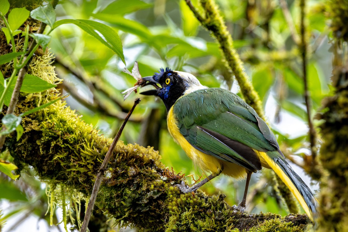 Geai vert - ML647369554