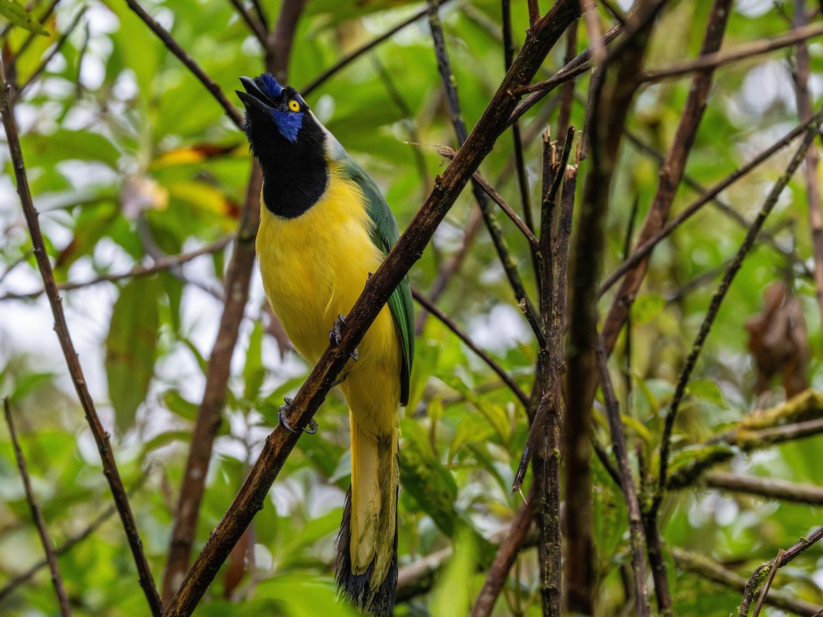 Geai vert - ML647369555