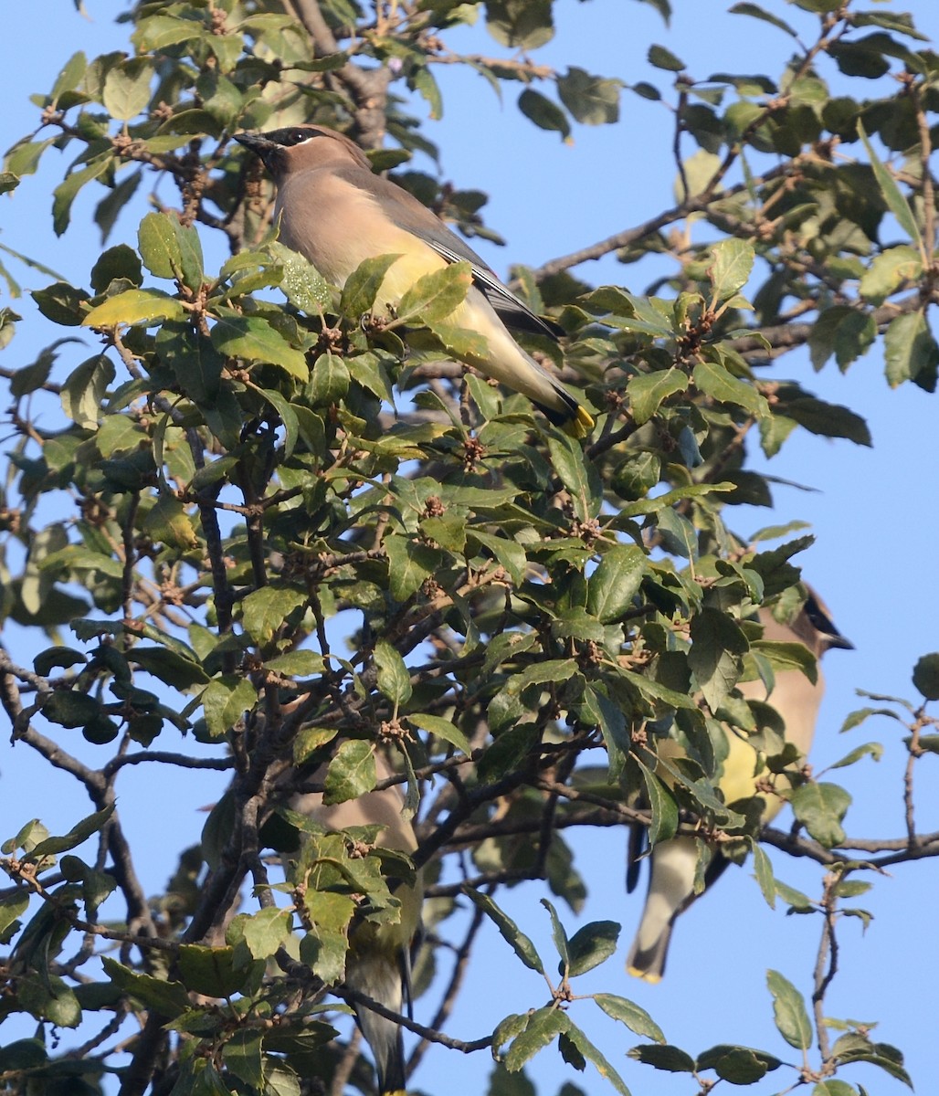 Ampelis Americano - ML647369558