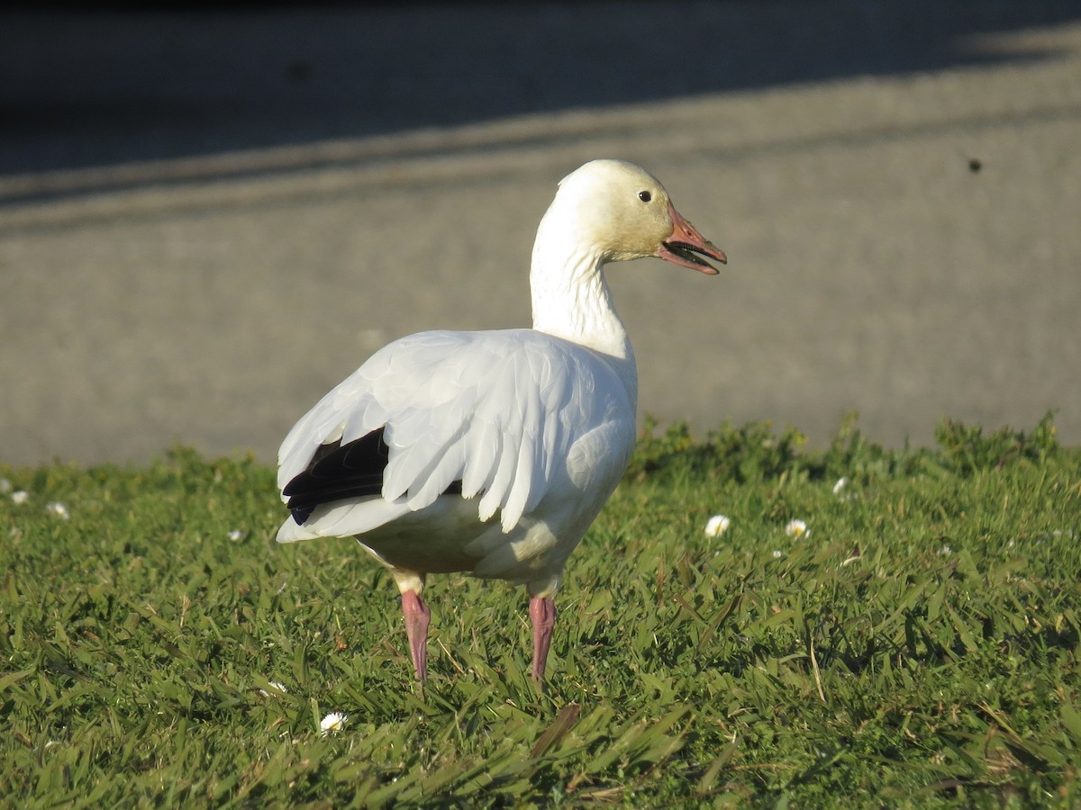 snøgås - ML647369567