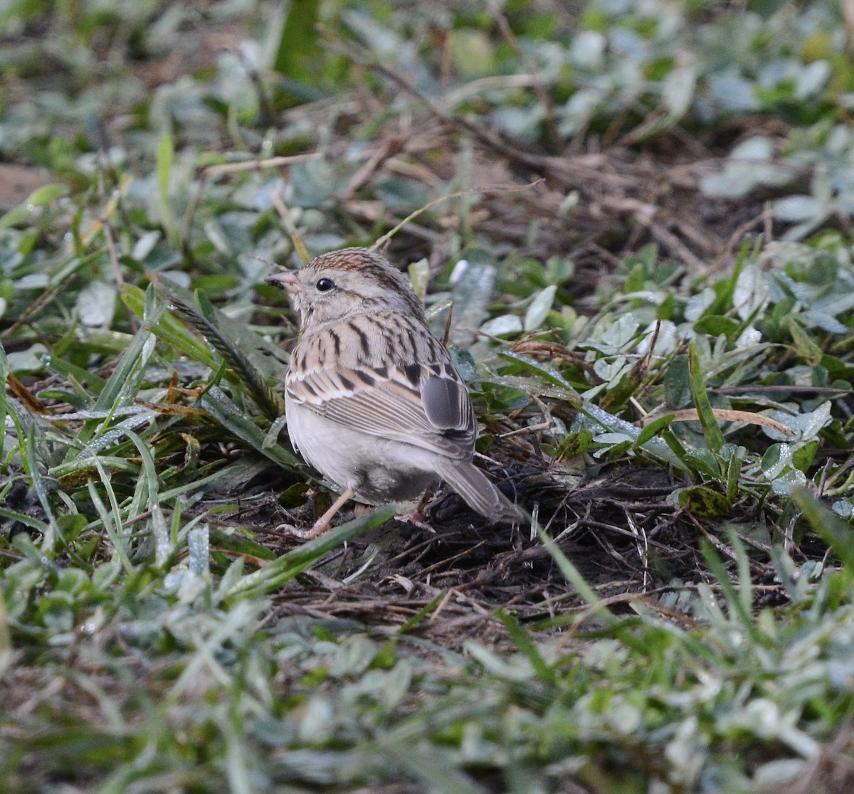 Chingolo Cejiblanco - ML647369593