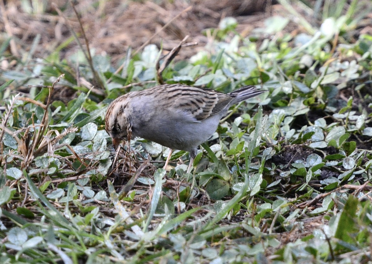 Chingolo Cejiblanco - ML647369594