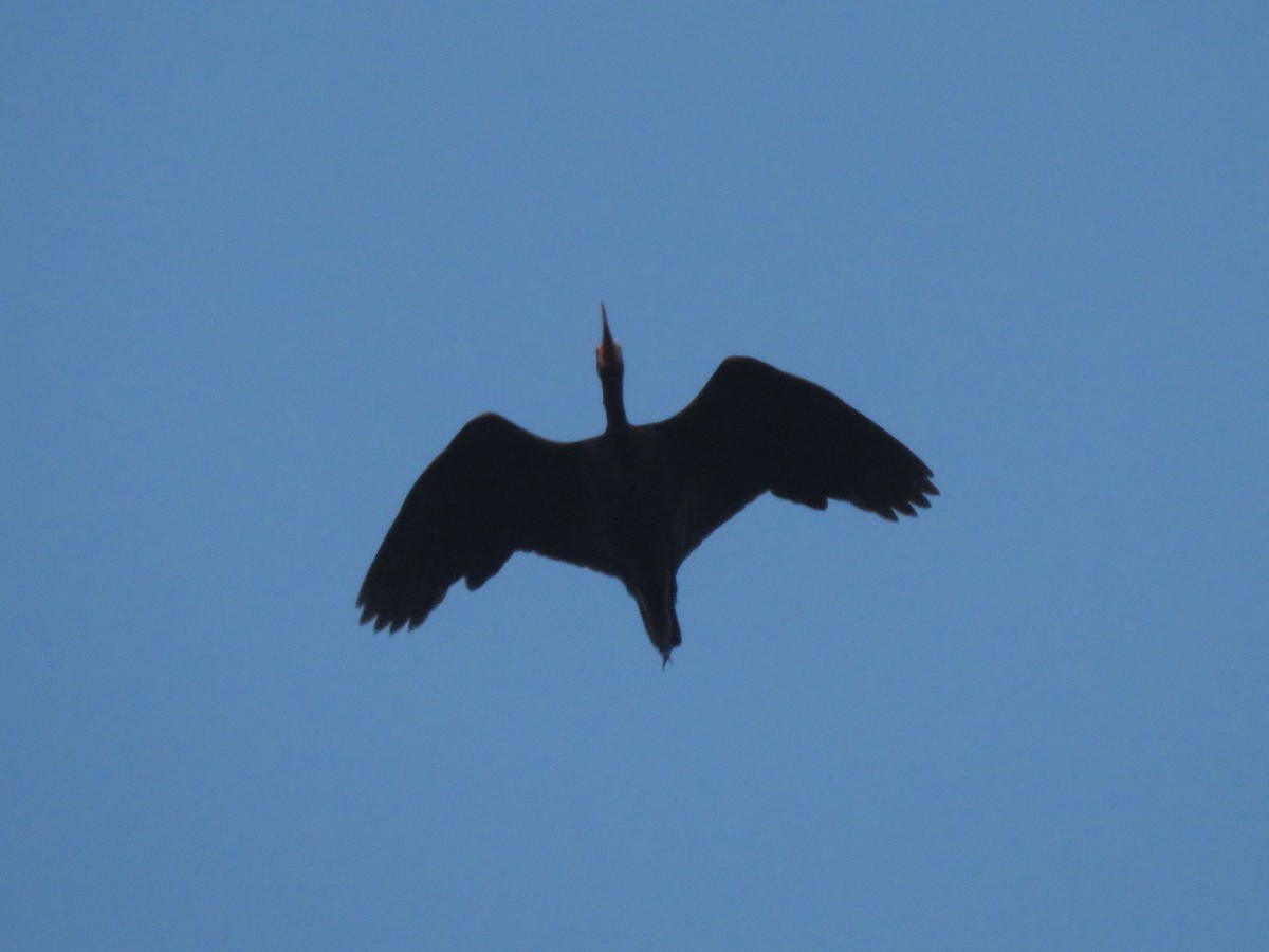 Ibis Afeitado - ML647369598