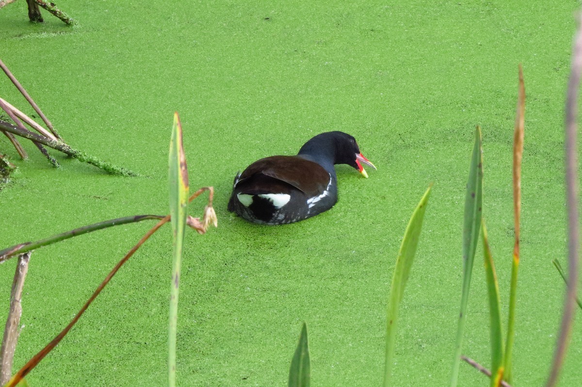 slípka americká - ML647369599