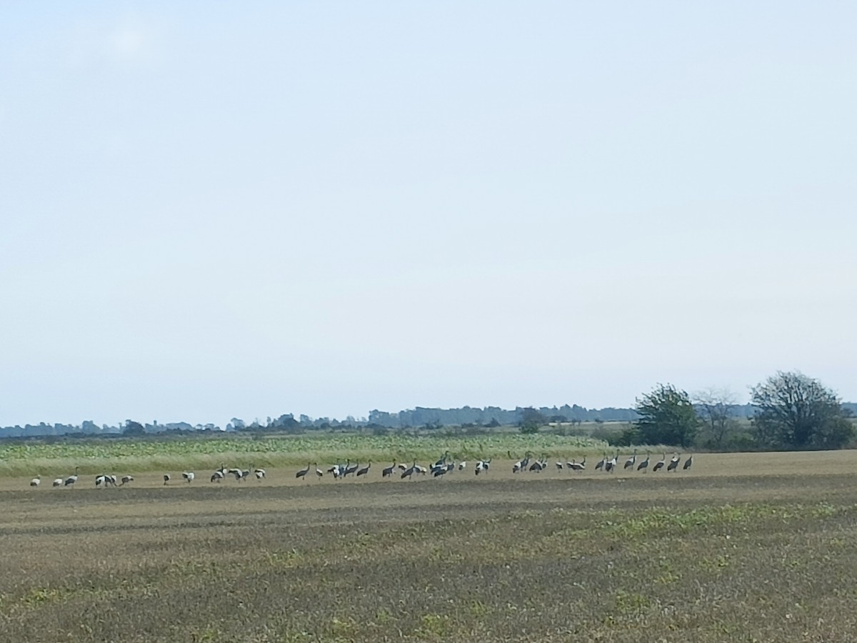 Common Crane - ML647369600