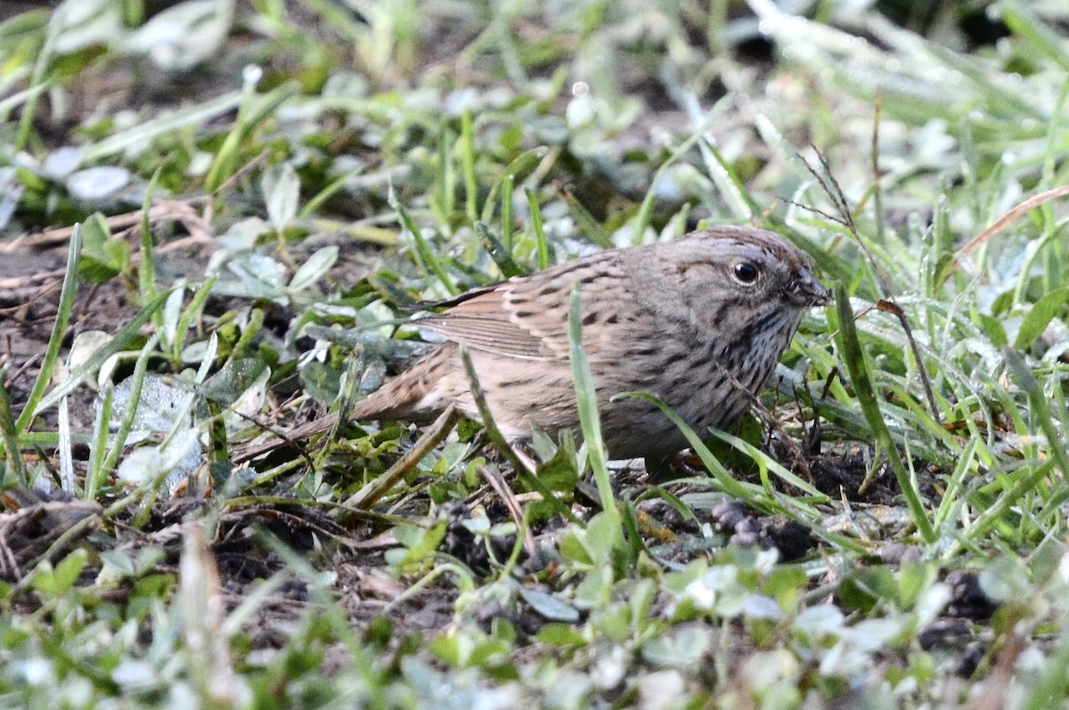 Chingolo de Lincoln - ML647369613