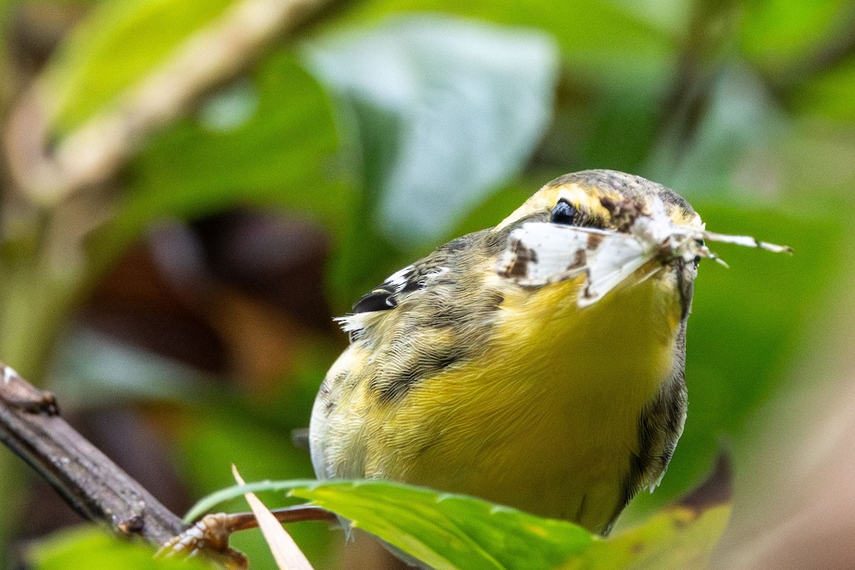 Blackburnian Warbler - ML647369624