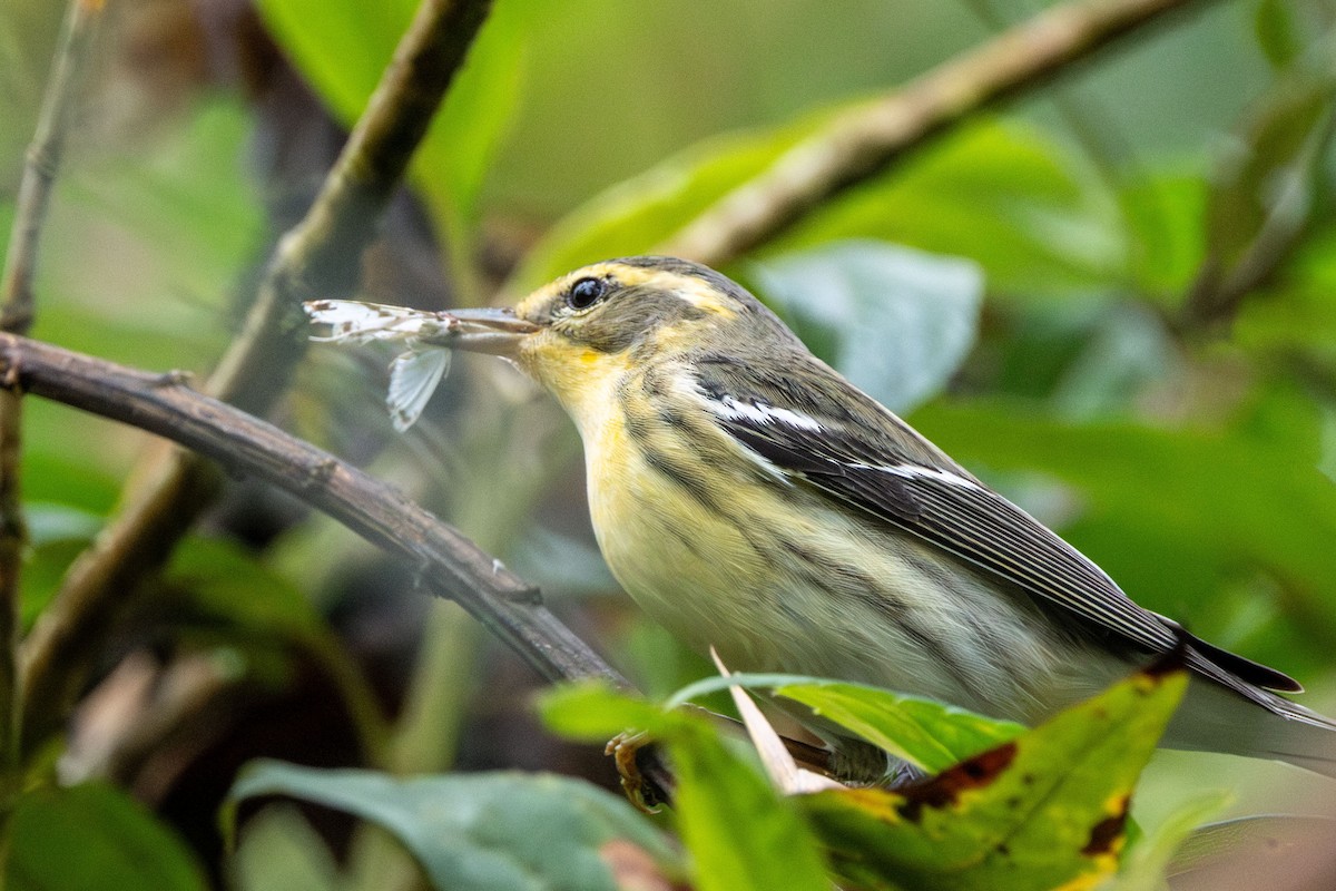 Blackburnian Warbler - ML647369625