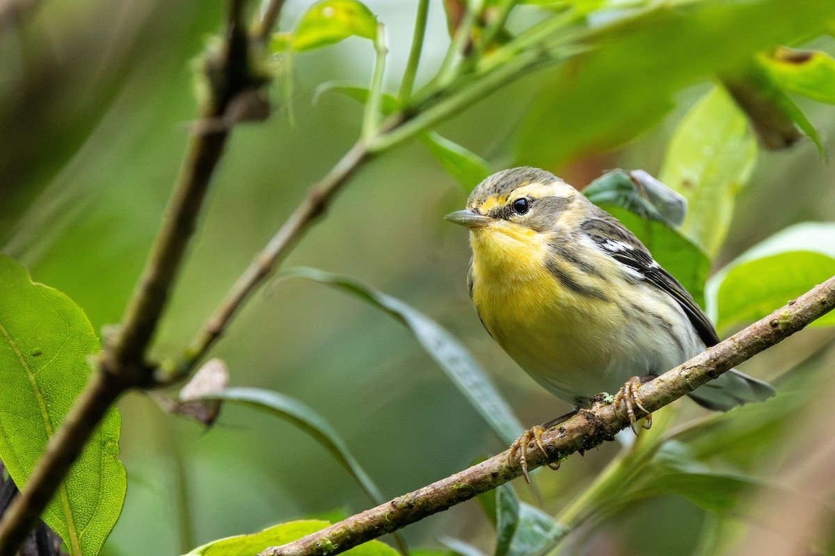 Blackburnian Warbler - ML647369626