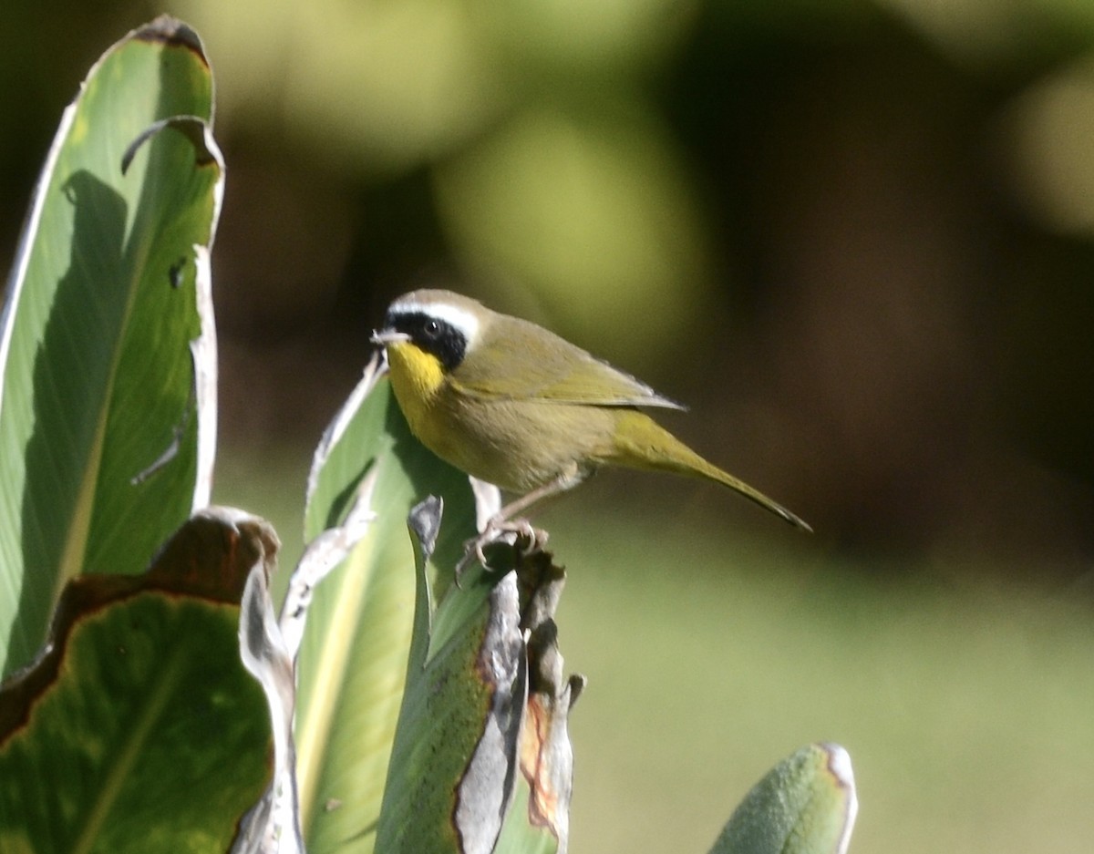 Mascarita Común - ML647369632