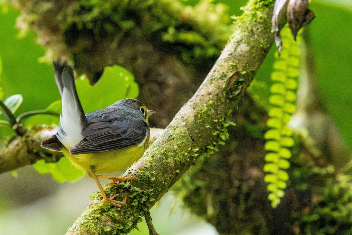 Canada Warbler - ML647369633