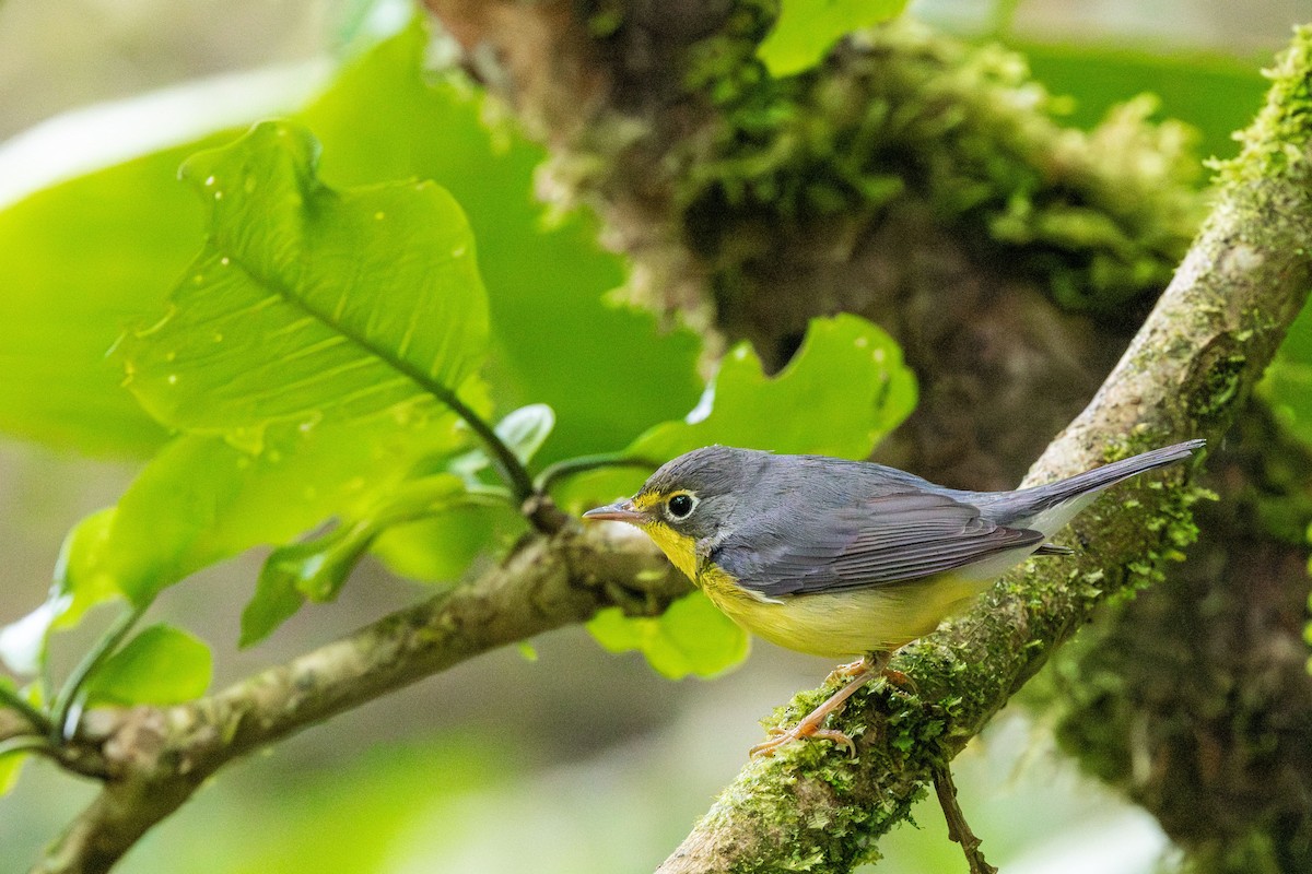 Canada Warbler - ML647369634