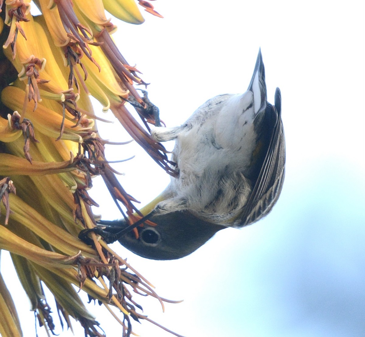 Reinita Coronada - ML647369645