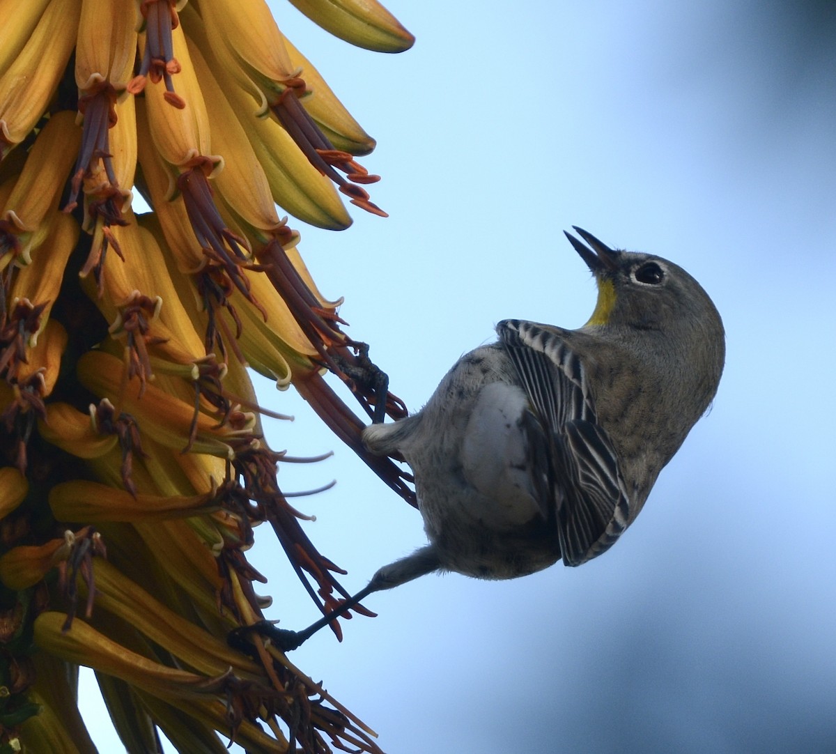 Reinita Coronada - ML647369646