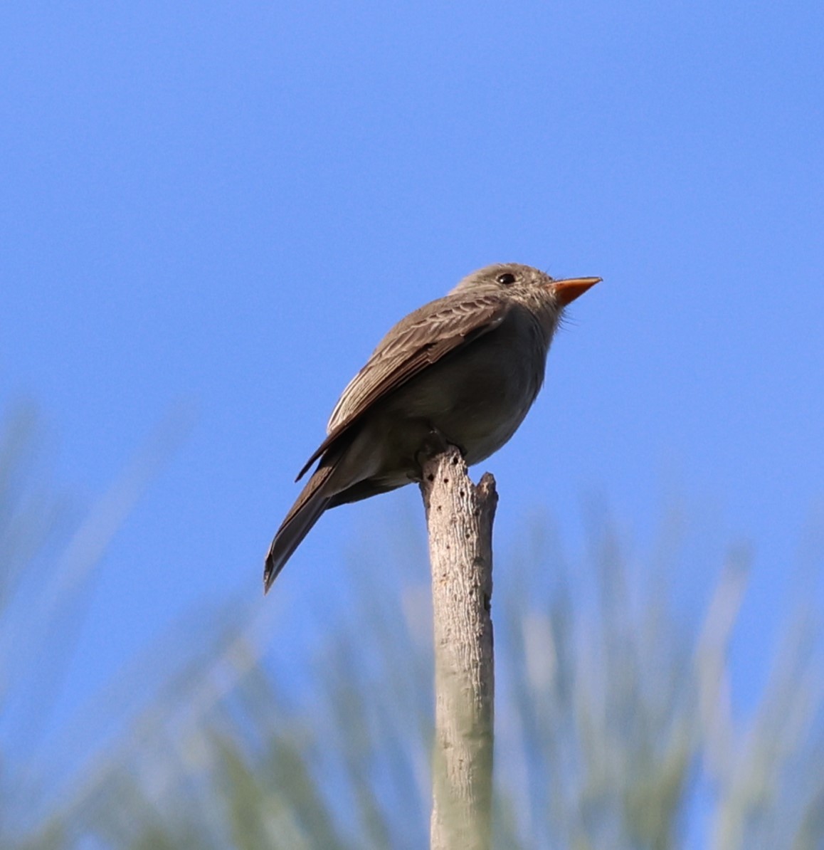 Greater Pewee - ML647369666