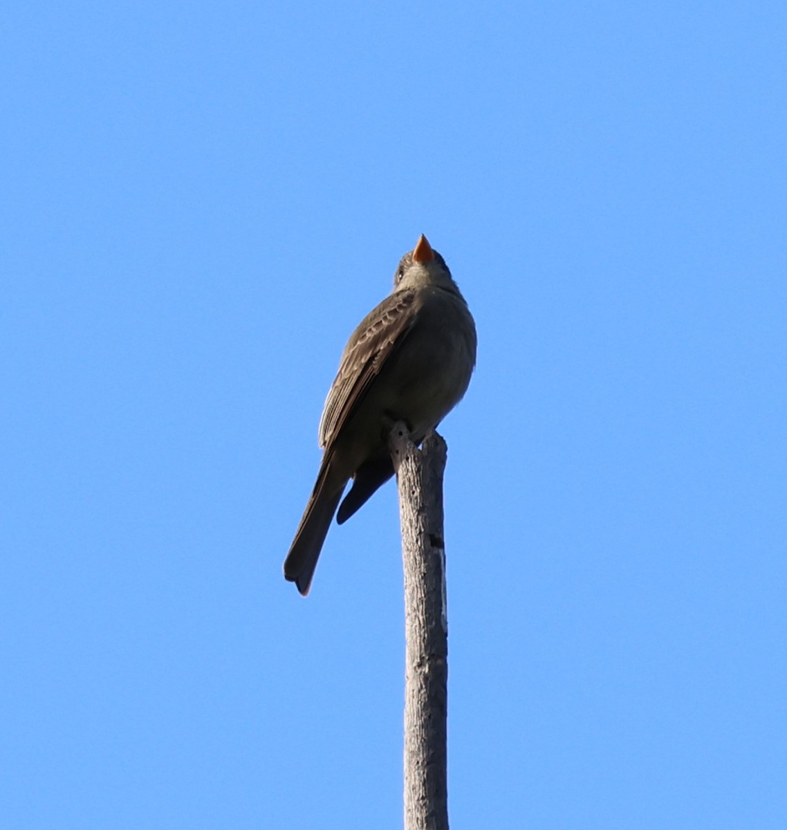 Greater Pewee - ML647369687