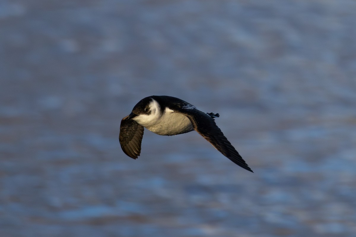 Küçük Alk - ML647369698