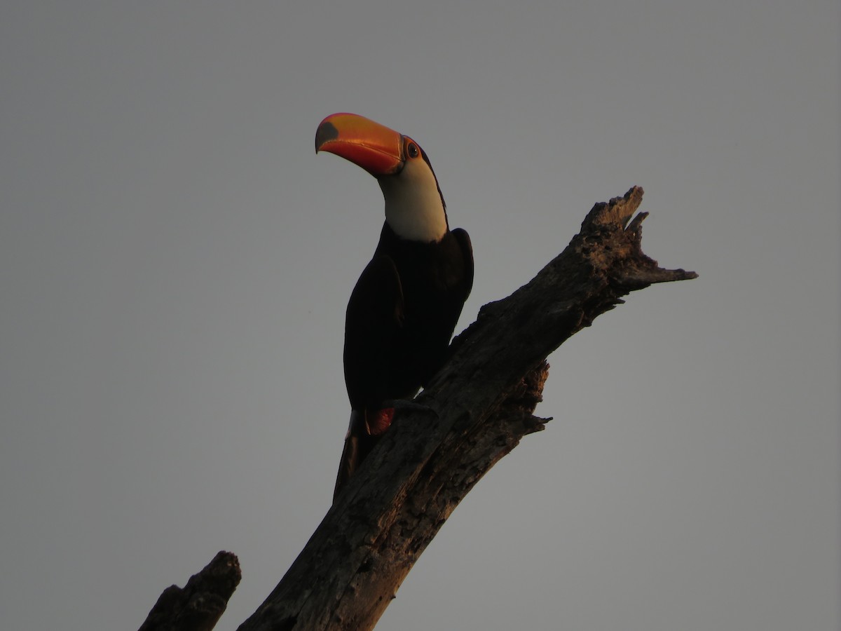 Toco Toucan - ML647369700