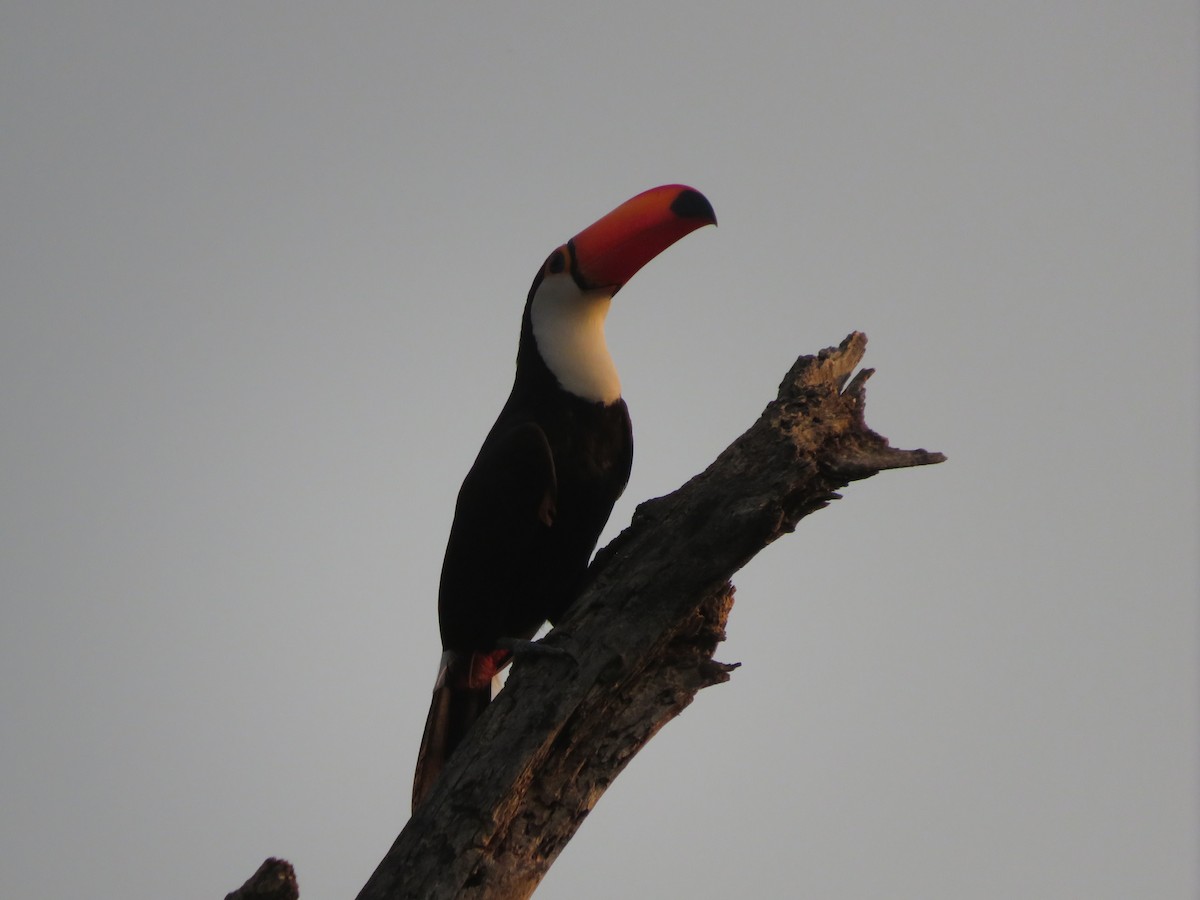 Toco Toucan - ML647369701