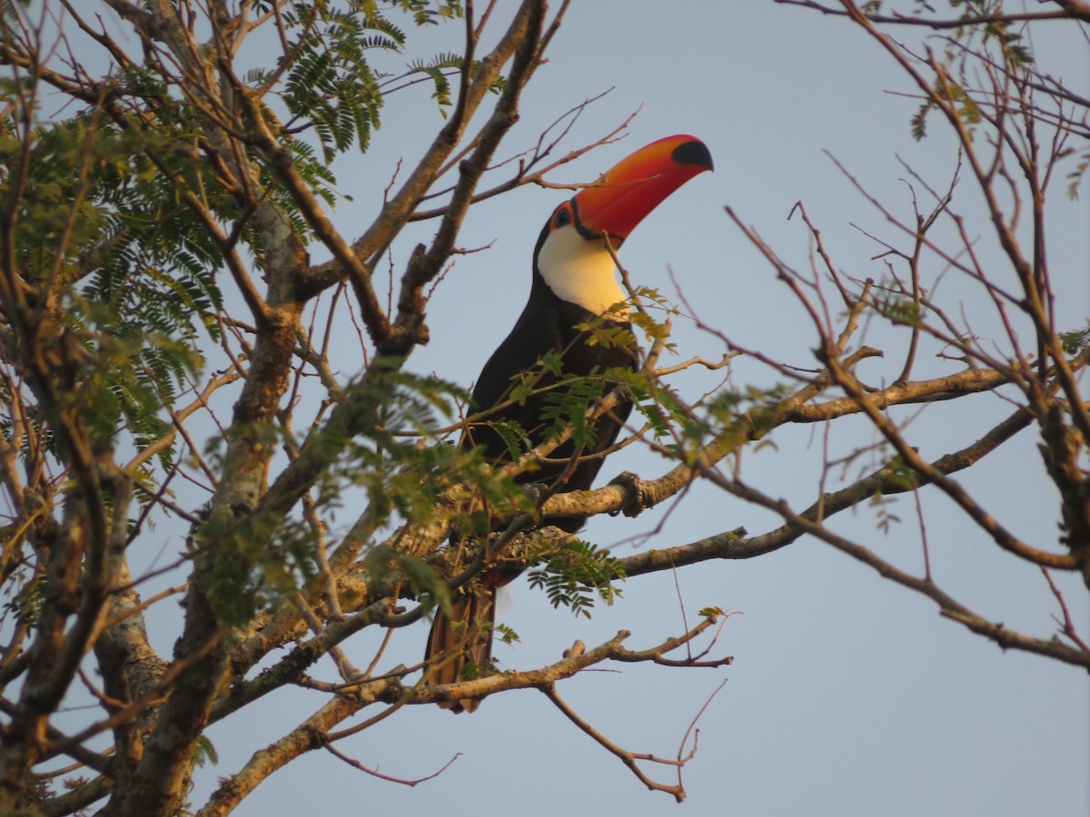 Toco Toucan - ML647369702