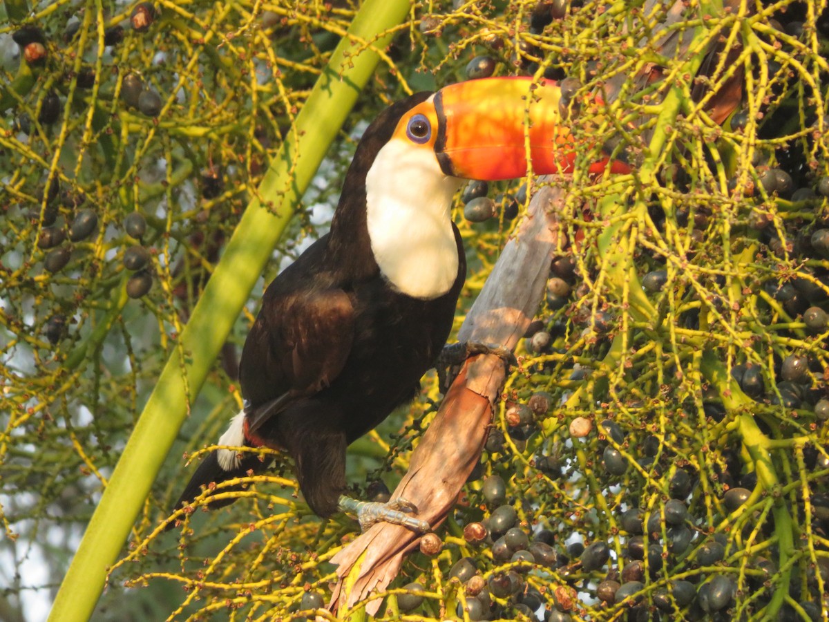 Toco Toucan - ML647369704
