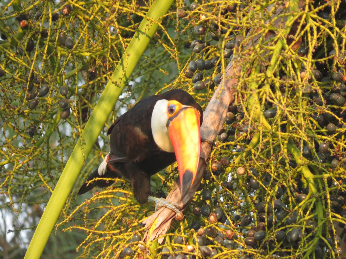 Toco Toucan - ML647369705