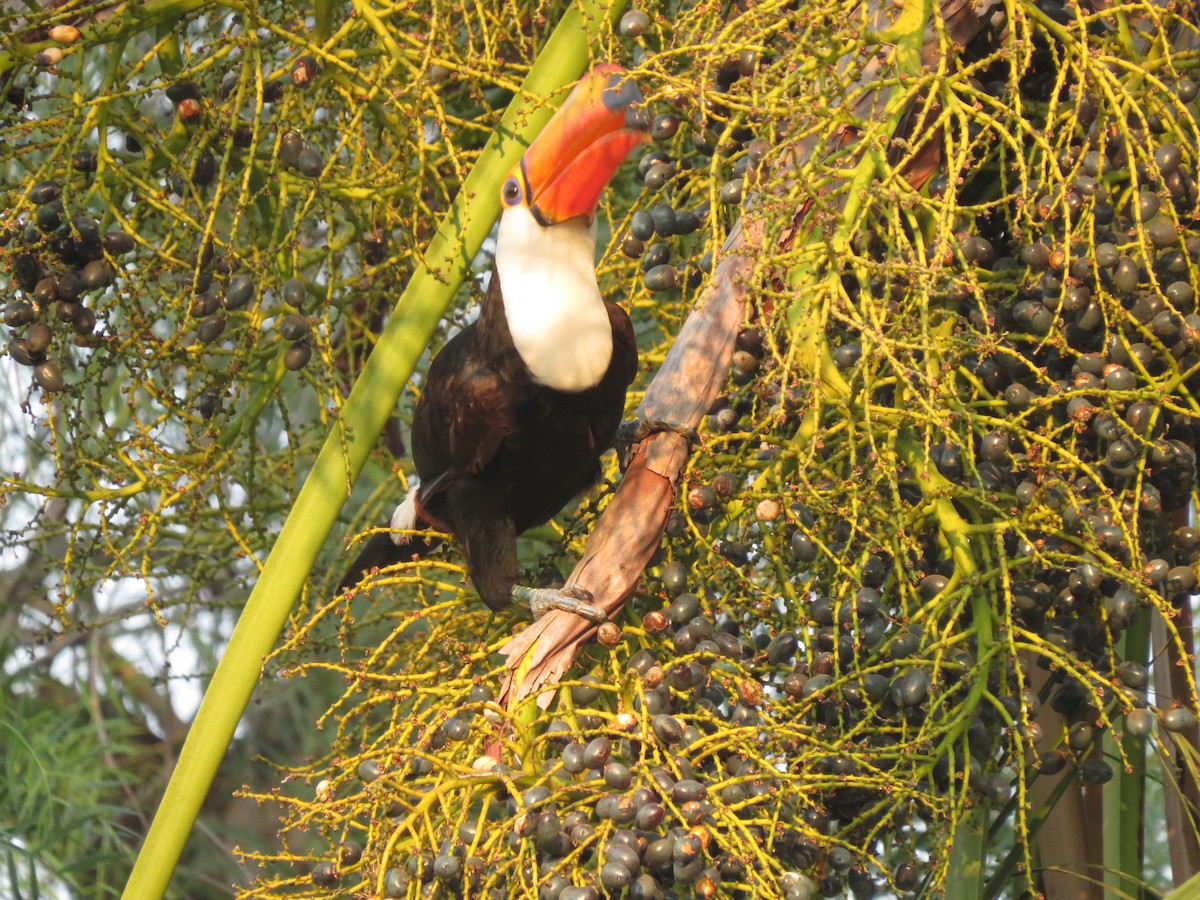 Toco Toucan - ML647369706
