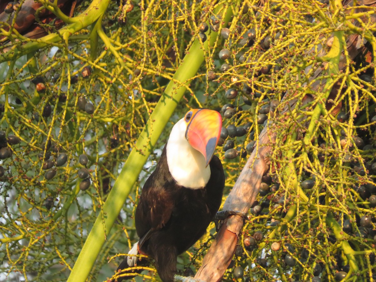 Toco Toucan - ML647369707