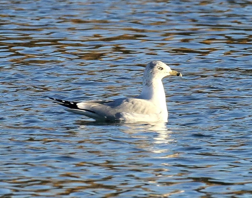 Goéland à bec cerclé - ML647369710