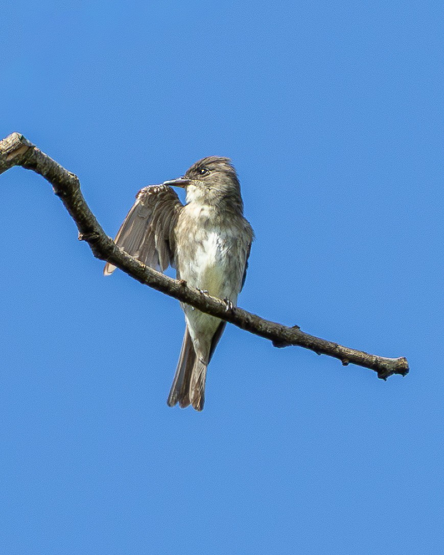 tyranovec severský - ML647369713