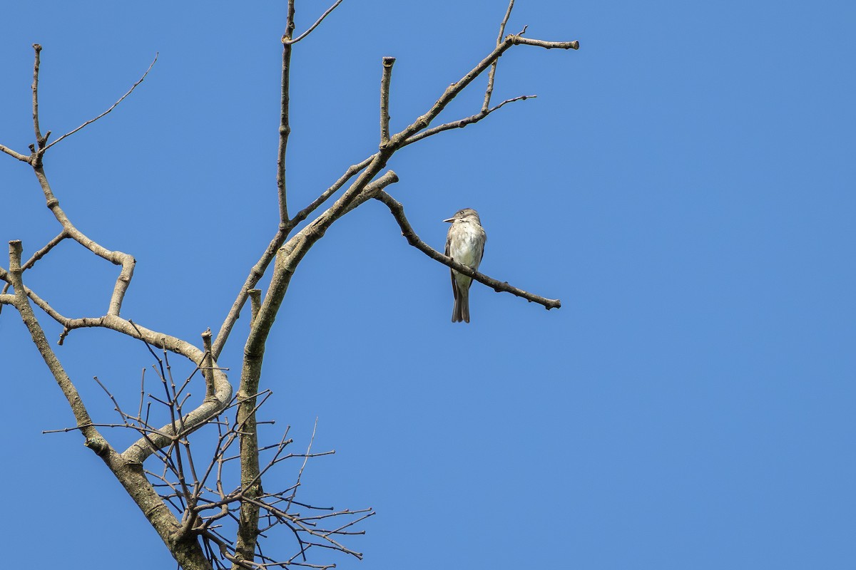 tyranovec severský - ML647369715