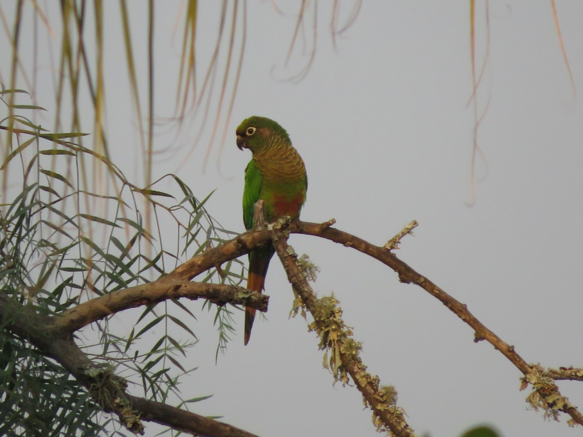 Maroon-bellied Parakeet - ML647369716