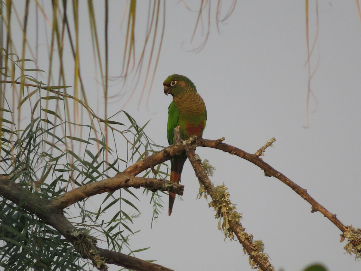 Maroon-bellied Parakeet - ML647369717