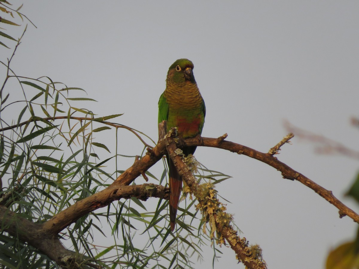 Maroon-bellied Parakeet - ML647369718