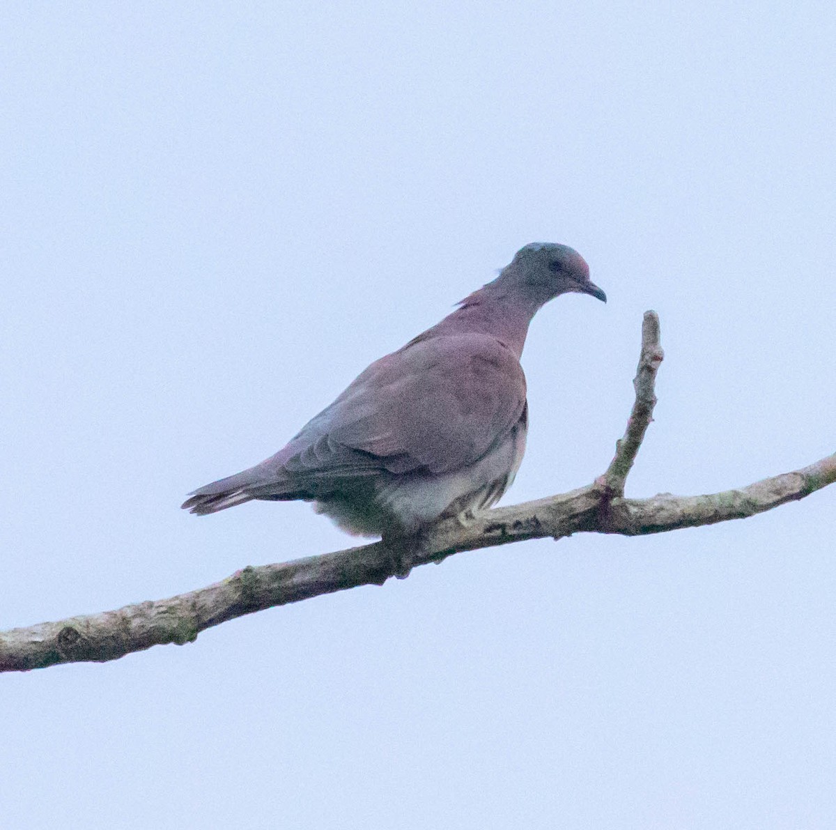 Paloma Colorada - ML647369721