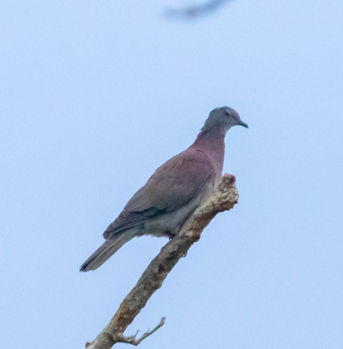 Paloma Colorada - ML647369722