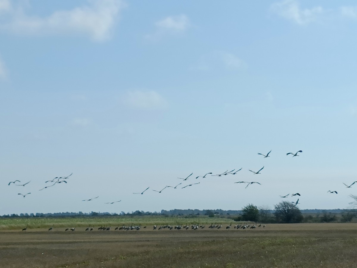 Common Crane - ML647369724