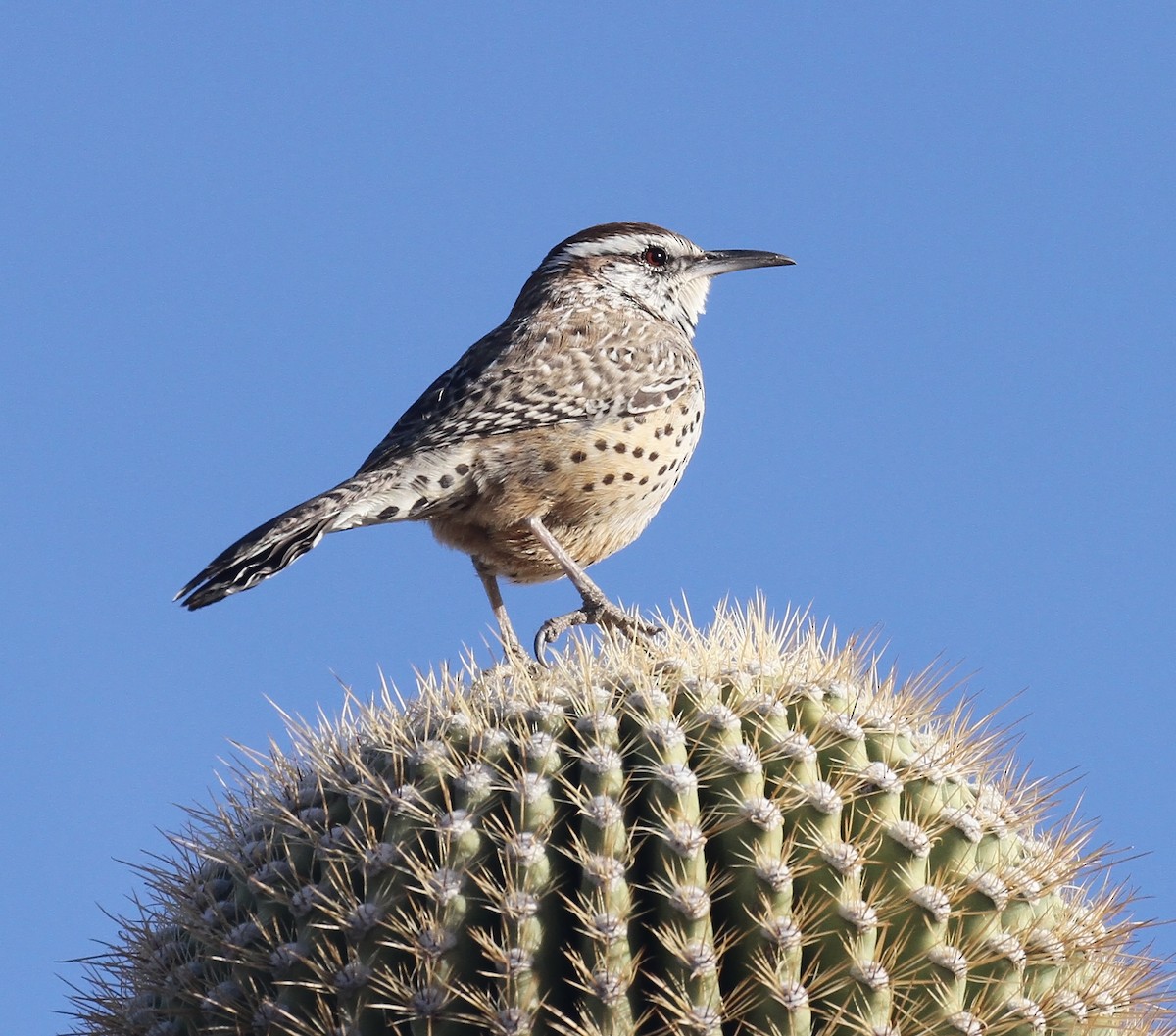 Troglodyte des cactus - ML647369726