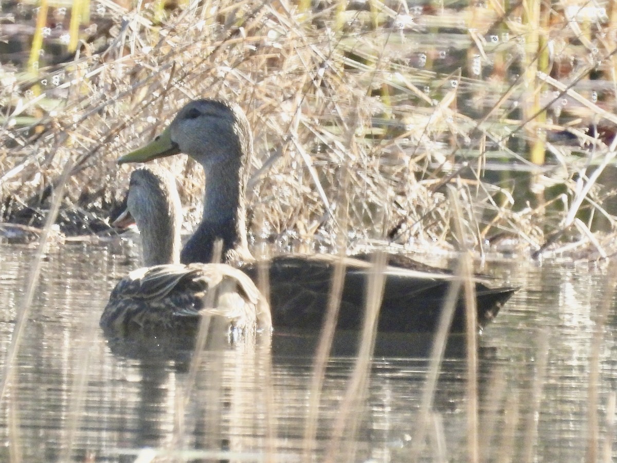 American Black Duck - ML647369732