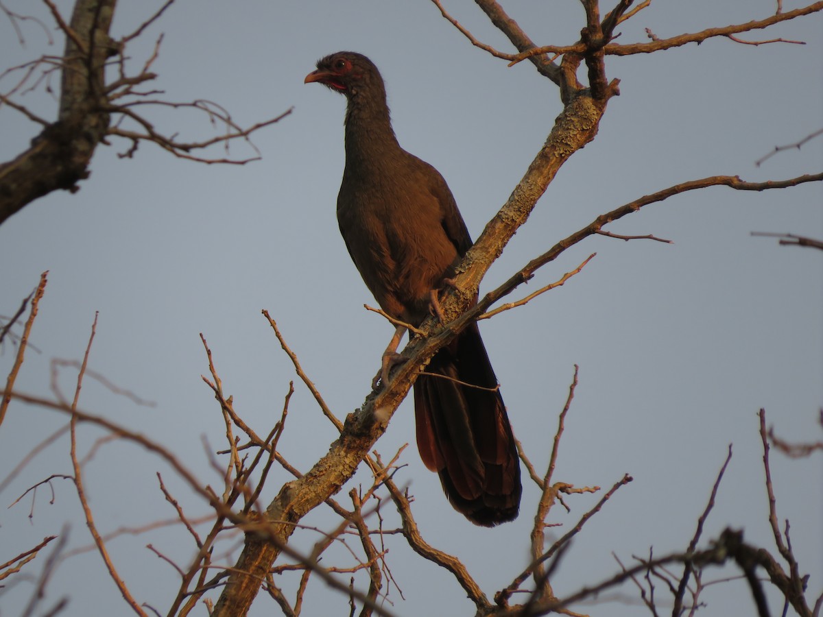 Chaco Chachalaca - ML647369733
