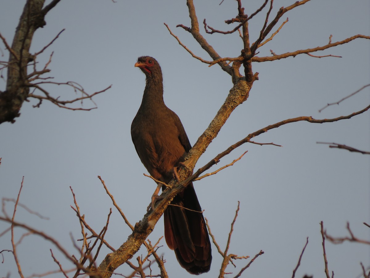 Chaco Chachalaca - ML647369734