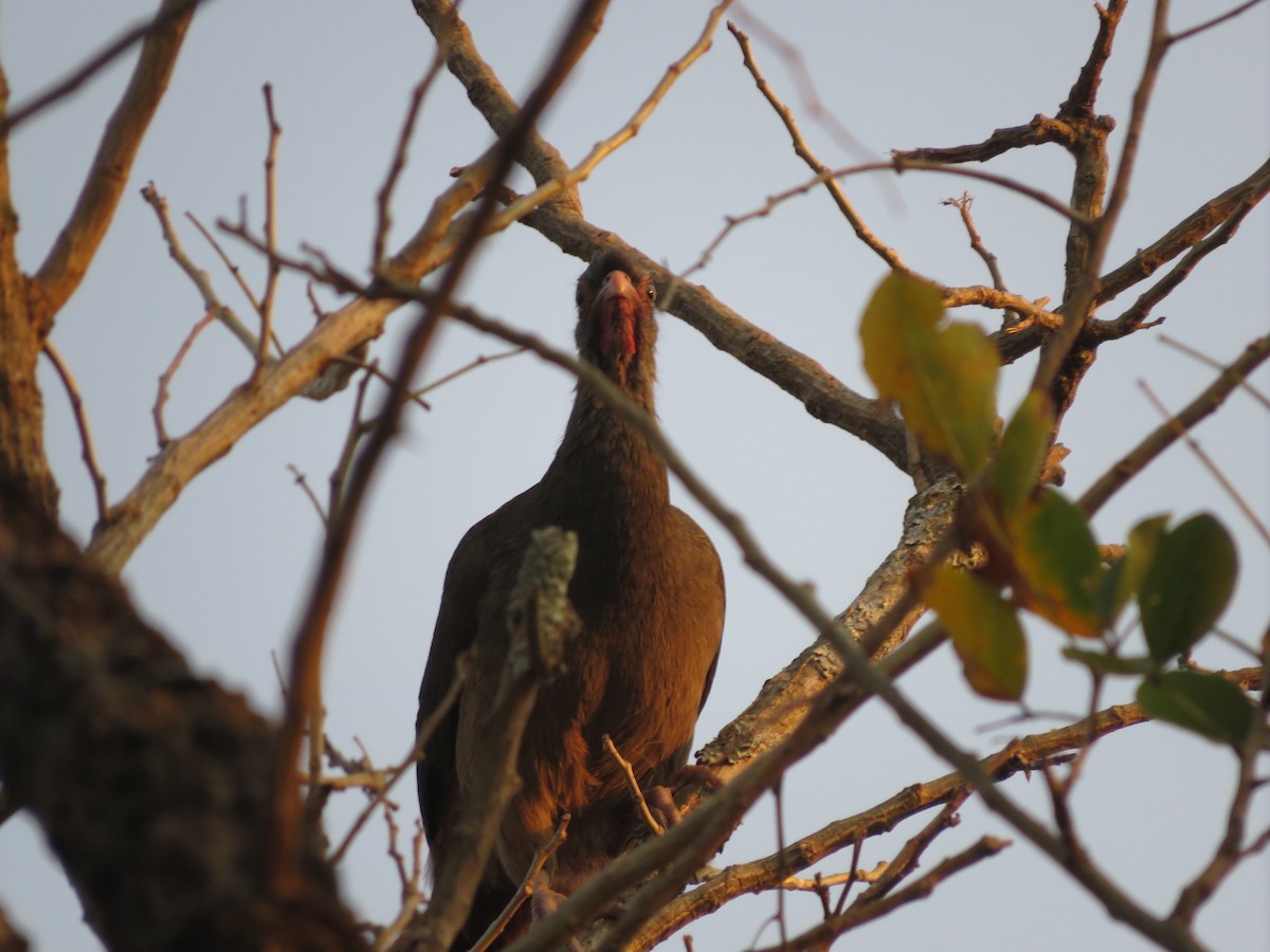 Chaco Chachalaca - ML647369735
